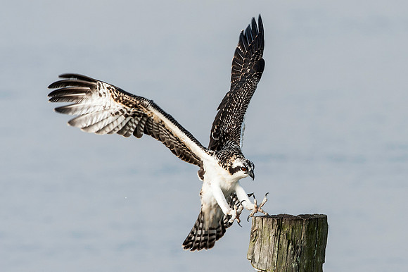 Osprey Chick Landing on Piling