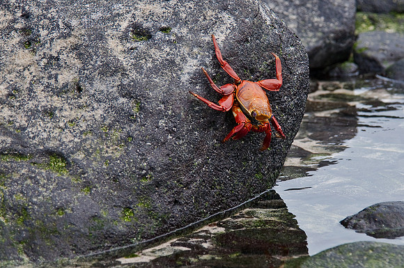 Sally Lightfoot Crab