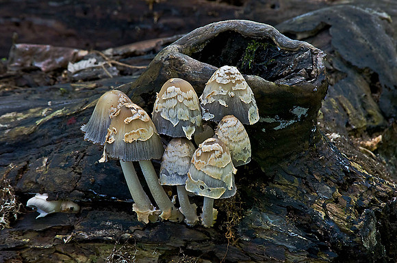 Mushrooms at Leesylvania State Park, VA
