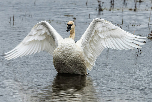 Tundra Swan
