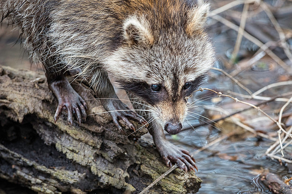 Raccoon at LSP 2
