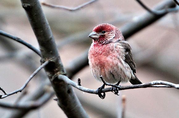 House Finch