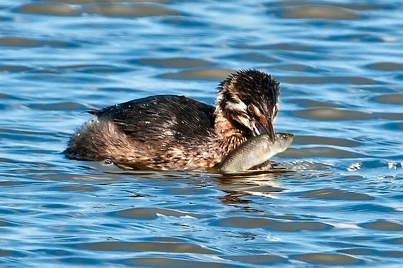 Least Grebe with Dinner