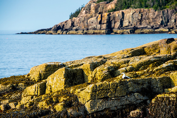 Eider Duck on Rocks