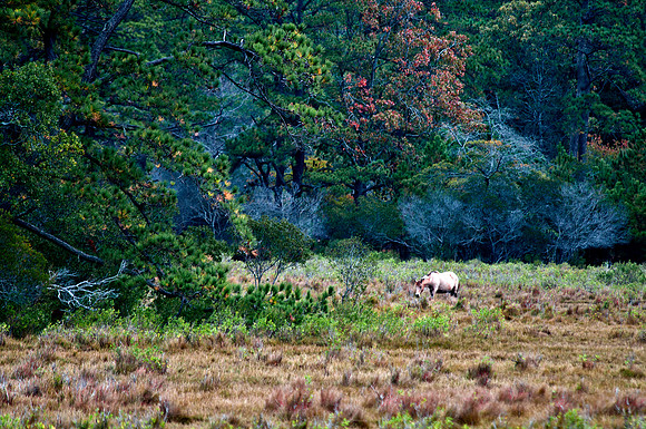 Lonely Chincoteague Wild Pony
