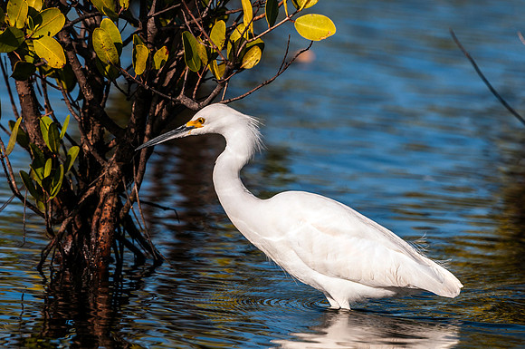 Snowy Egret