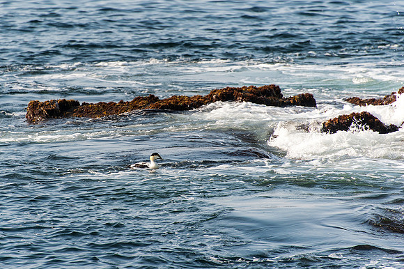 Eider Duck in Surf