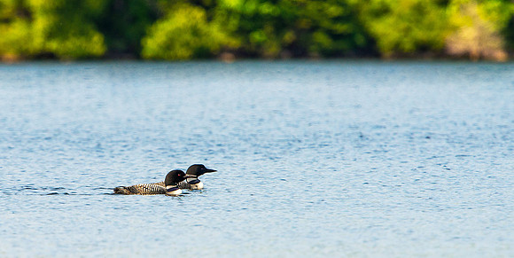 Loons on Long Lake