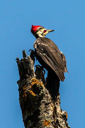 Pileated Woodpecker