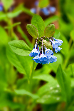 Virginia Bluebells