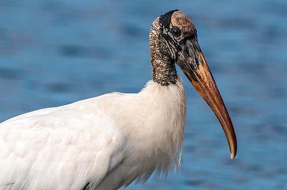 Wood Stork