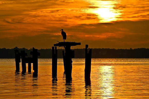 Blue Heron Silhouette Against a Potomac River Sunrise