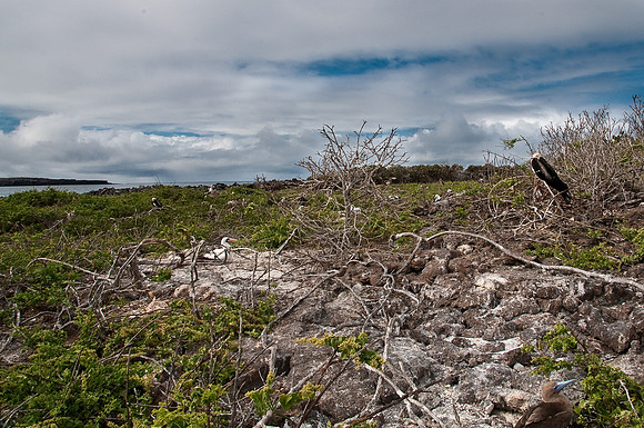 Frigatebirds and Boobies Nesting Together