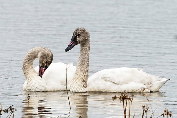 Immature Tundra Swans at Mattamuskeet NWR