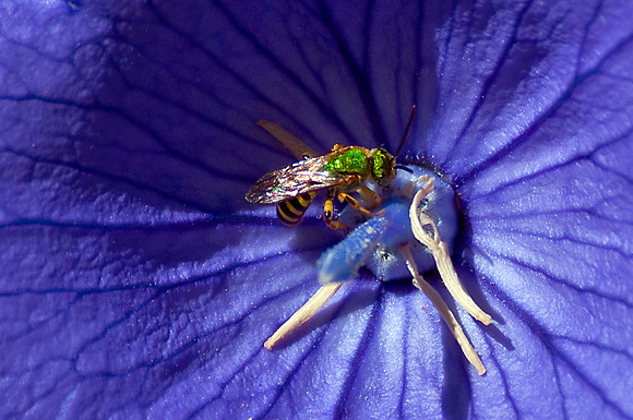 Tiny Green Bee in Balloon Flower
