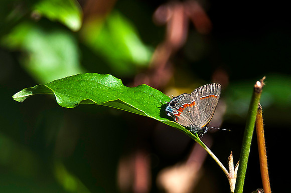 Tiny Butterfly