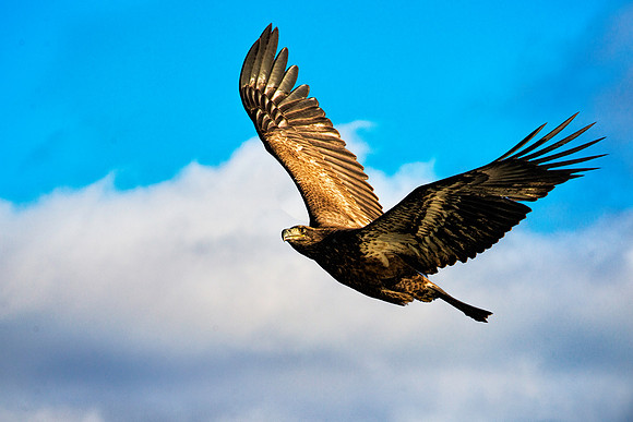 Conowingo Dam Immature Eagle