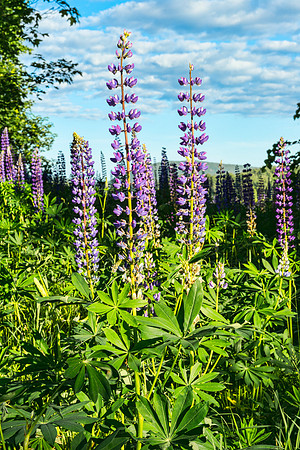 Lupines in Somesville
