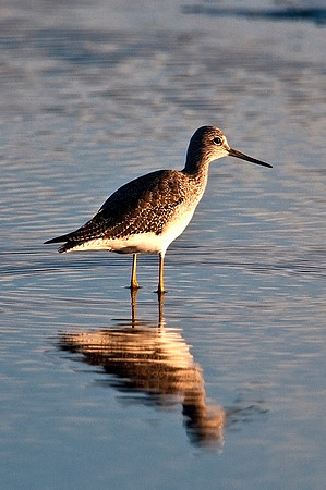 Willet