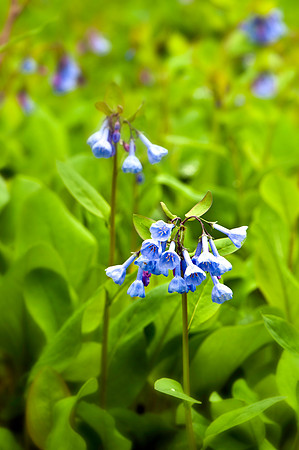 Virginia Bluebells