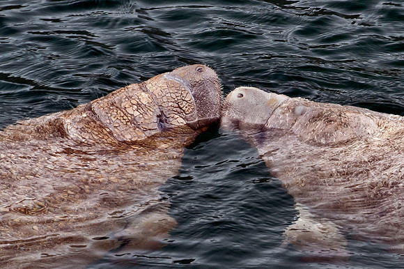Manatee Love