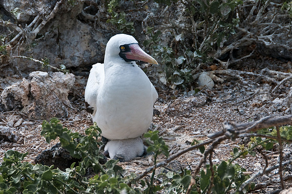 Masked Boobie