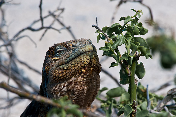 Land Iguana