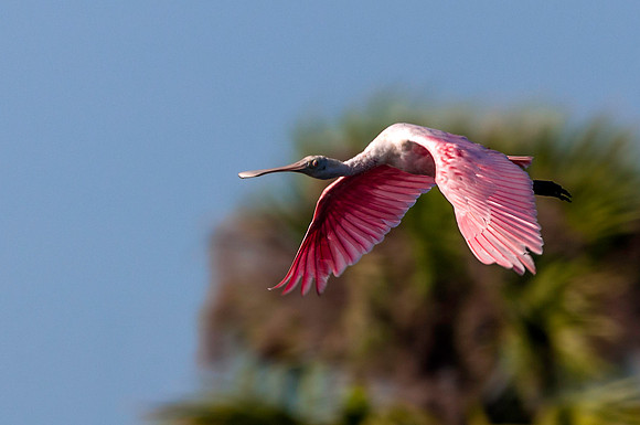 Roseate Spoonbill