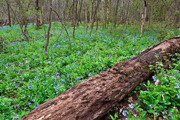 Virginia Bluebells at Merrimac Farm Wildlife Management Area, VA