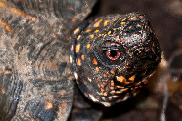Eastern Box Turtle