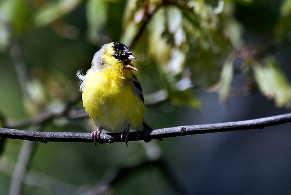 American Goldfinch