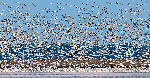 Snow Geese Chaos
