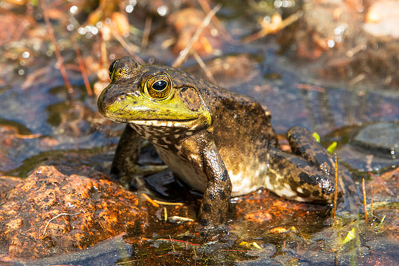 Frog in Acadia National Park