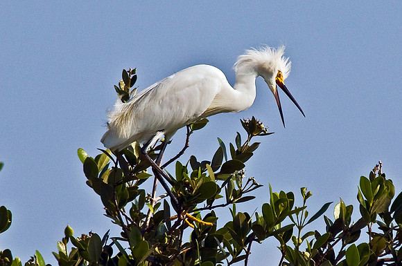 Snowy Egret