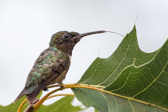 Ruby-throated Hummingbird with Tongue Out