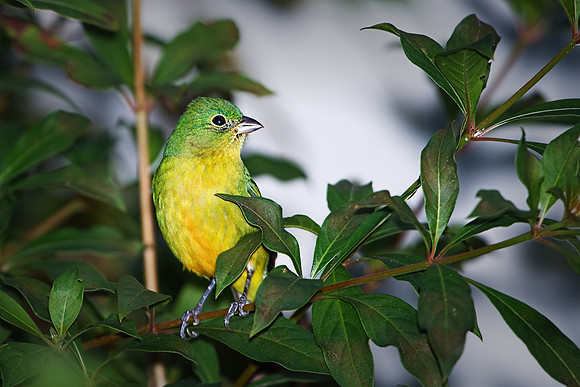 Female Painted Bunting