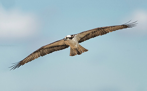 Osprey at Leesylvania State Park