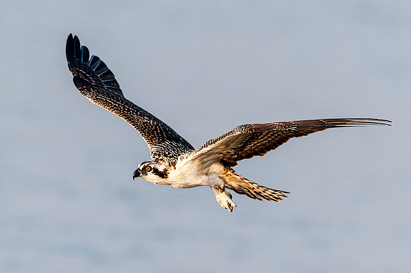 Osprey Chick Flying