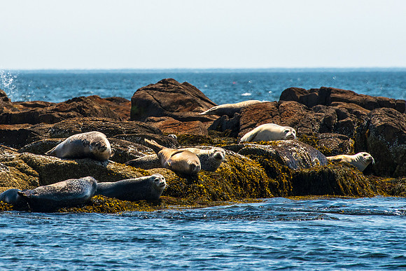 Seals on Bunker Ledge in the Eastern Way
