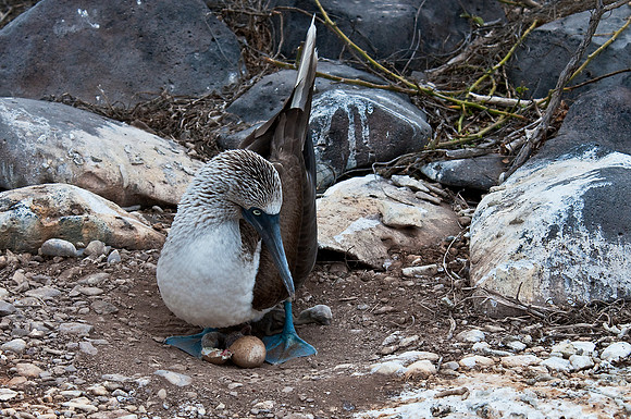 Blue-Footed Boobie on Nest