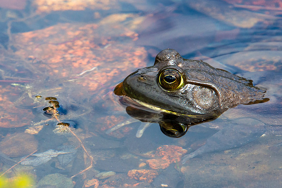 Frog in Acadia National Park