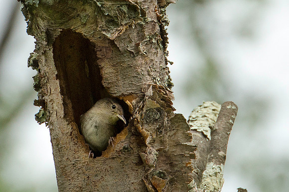 House Wren in Nest