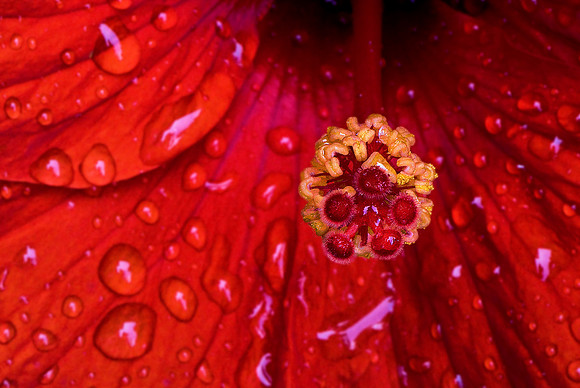 Hibiscus