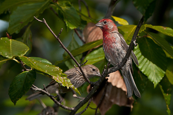 House Finch with Fledgling