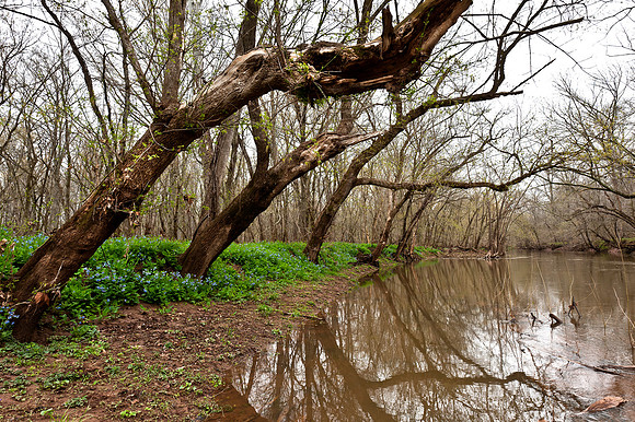Bluebells along Cedar Run
