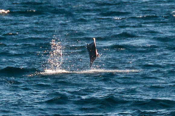 Flying Manta Ray