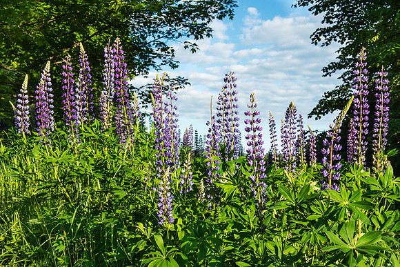 Lupines in Somesville
