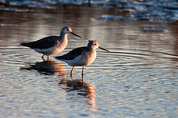 Willets