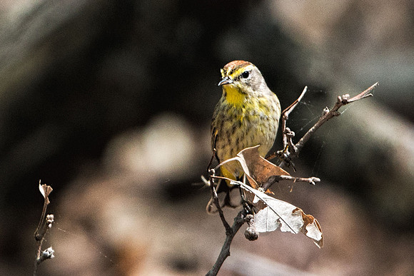 Palm Warbler