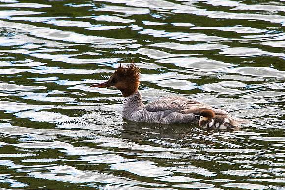 Red-breasted Mergasser and Chick